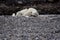 Resting polar bear