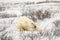 Resting polar bear in tundra