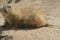 Resting Prairie Dog At Arizona-Sonora Desert Museum