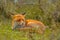 Resting red fox