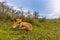 Resting red fox in dunes