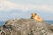 Resting Red Fox Vulpes vulpes on fishermen nets during winter on Hokkaido, Japan, clear background with sea and mountain covered