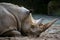 Resting rhino