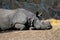 Resting rhino