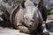 Resting Rhino