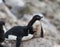 Resting Rockhopper Penguin With Its Chick