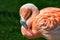 Resting rosy Chilean flamingo at sunset portrait, closeup, details