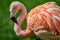 Resting rosy Chilean flamingo at sunset portrait, closeup, details