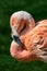 Resting rosy Chilean flamingo at sunset portrait, closeup, details