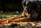 Resting Rottweiler in the garden