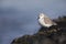 A resting sanderling perched on a rock along the Dutch coast in the winter at the North Sea.