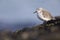 A resting sanderling perched on a rock along the Dutch coast in the winter at the North Sea.