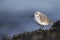 A resting sanderling perched on a rock along the Dutch coast in the winter at the North Sea.