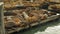 Resting Sea Lions on the Docks of Pier 39, Medium Shot with Diagonal View