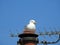 Resting seagull bird on chimney rooftop urban birds