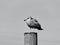 A Resting Seagull in Black & White