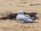 Resting seagull - Torquay