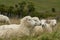 Resting sheep