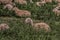 Resting sheep in the countryside