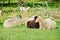 Resting sheep in Gorenki estate in Balashikha near Moscow, Russia