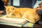 Resting sleeping yellow cat on the books.
