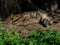 Resting Spotted Hyena