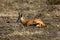 Resting Springbok