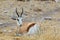 Resting Springbok Antidorcas marsupialis