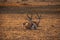 Resting Springbok in a dry desert riverbed