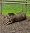 The resting Tapir