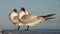 Resting terns. The royal tern. Scientific name: Thalasseus maximus, Sterna maxima.  Natural habitat. Cuba