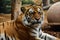 Resting Tiger in a Zoo Enclosure