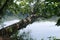 Resting Tree on Potomac