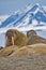 Resting Walrus, Arctic, Svalbard, Norway