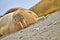 Resting Walrus, Arctic, Svalbard, Norway