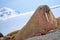 Resting Walrus, Arctic, Svalbard, Norway