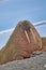 Resting Walrus on the Beach, Arctic, Norway