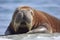 Resting Walrus, Odobenus rosmarus, Arctic, Svalbard