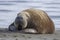 Resting Walrus, Odobenus rosmarus, Arctic, Svalbard