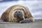 Resting Walrus, Odobenus rosmarus, Arctic, Svalbard