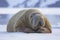 Resting Walrus, Odobenus rosmarus, Arctic, Svalbard