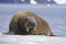 Resting Walrus, Odobenus rosmarus, Arctic, Svalbard