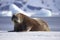 Resting Walrus, Odobenus rosmarus, Arctic, Svalbard