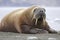 Resting Walrus, Odobenus rosmarus, Arctic, Svalbard