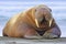 Resting Walrus, Odobenus rosmarus, Arctic, Svalbard