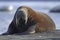 Resting Walrus, Odobenus rosmarus, Arctic, Svalbard