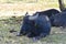 Resting water buffalo Bubalus bubalis with bird sitting on his head, near the Berlin Wall Trail