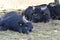 Resting water buffaloes Bubalus bubalis with birds sitting on their heads, near the Berlin Wall Trail