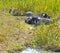 Resting water buffaloes Bubalus bubalis and a crane at a pond near the Berlin wall path