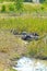 Resting water buffaloes Bubalus bubalis and a crane at a pond near the Berlin wall path